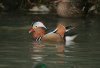 Mandarin Duck at Friars Park (Steve Arlow) (75563 bytes)